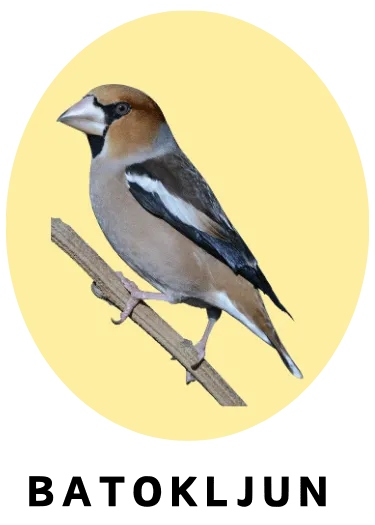 Batokljun