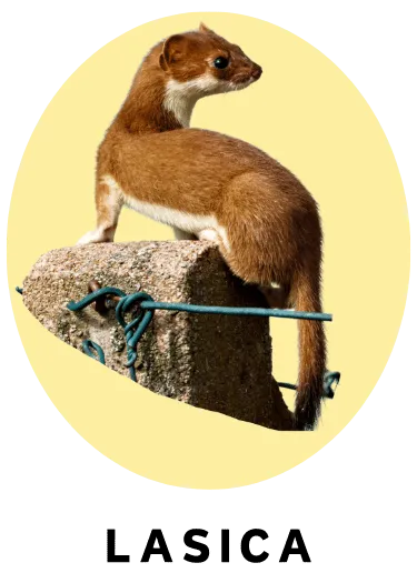 Lasica