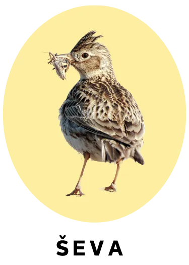 Ševa
