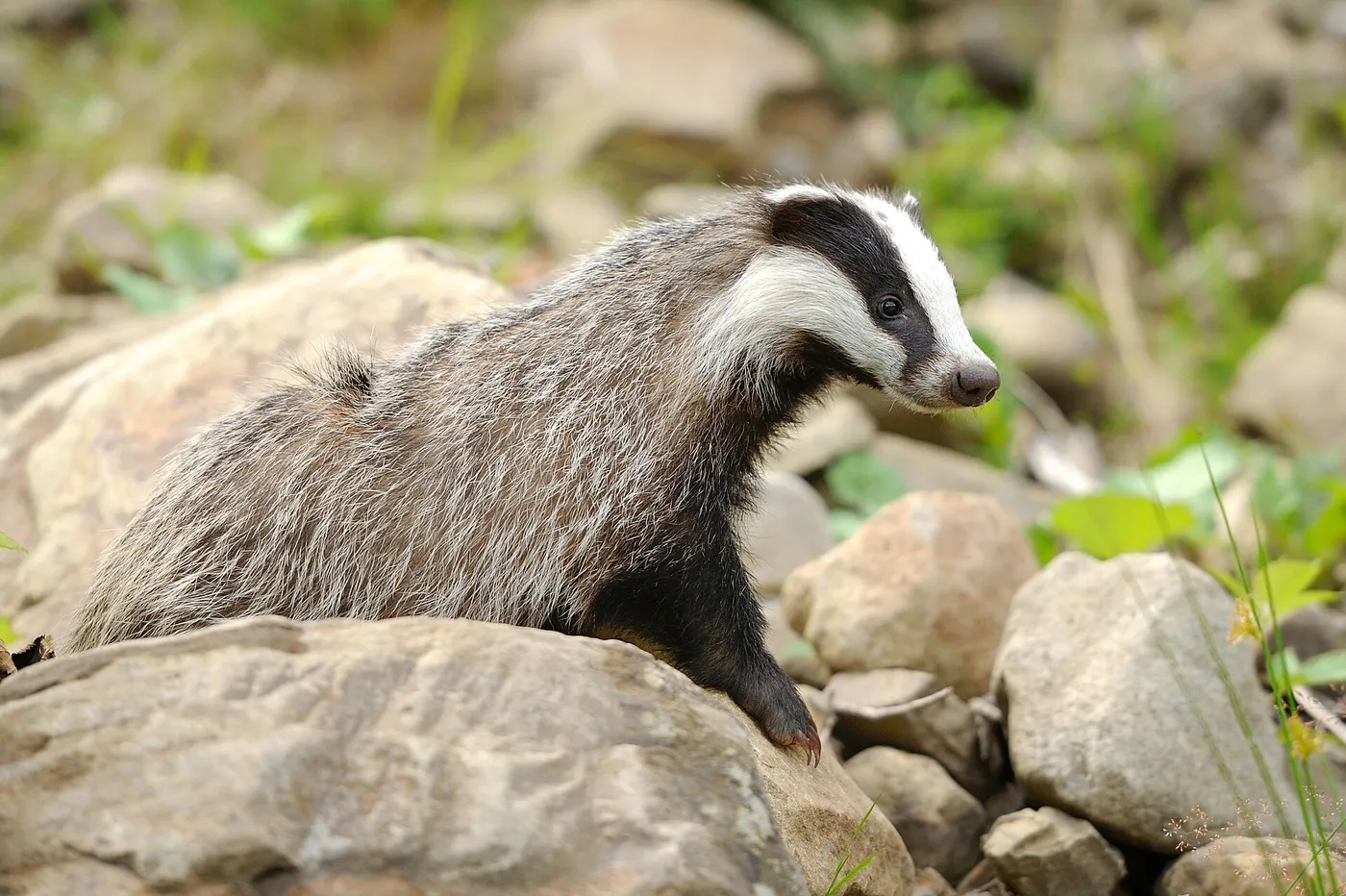 Dachs (Meles meles) zwischen Steinen am Waldrand