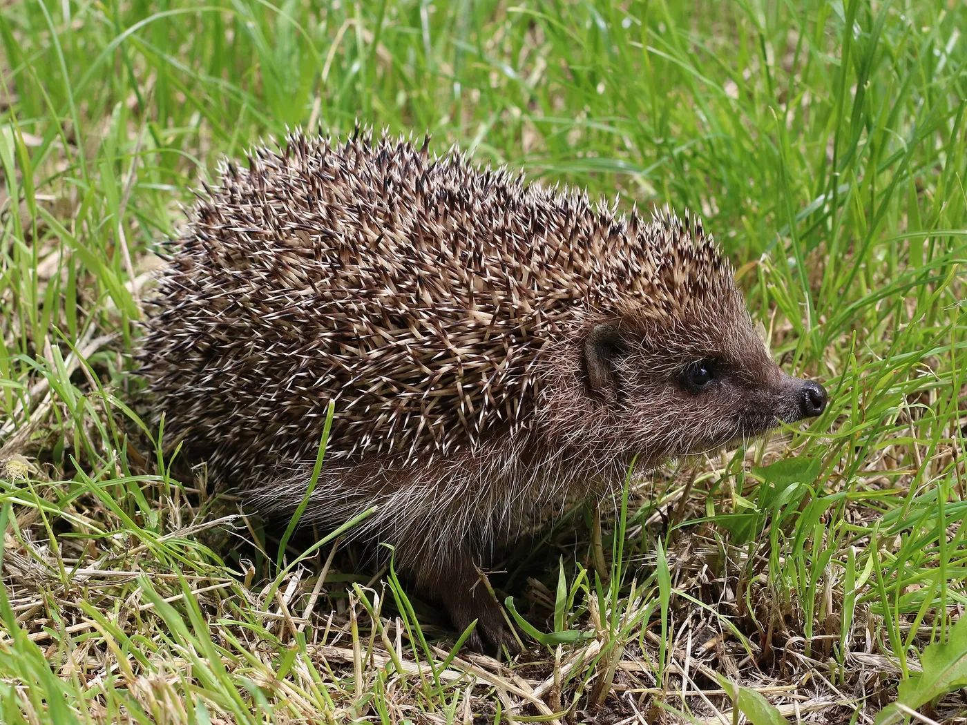 Nördlicher Weißbrustigel (Erinaceus roumanicus) im Gras