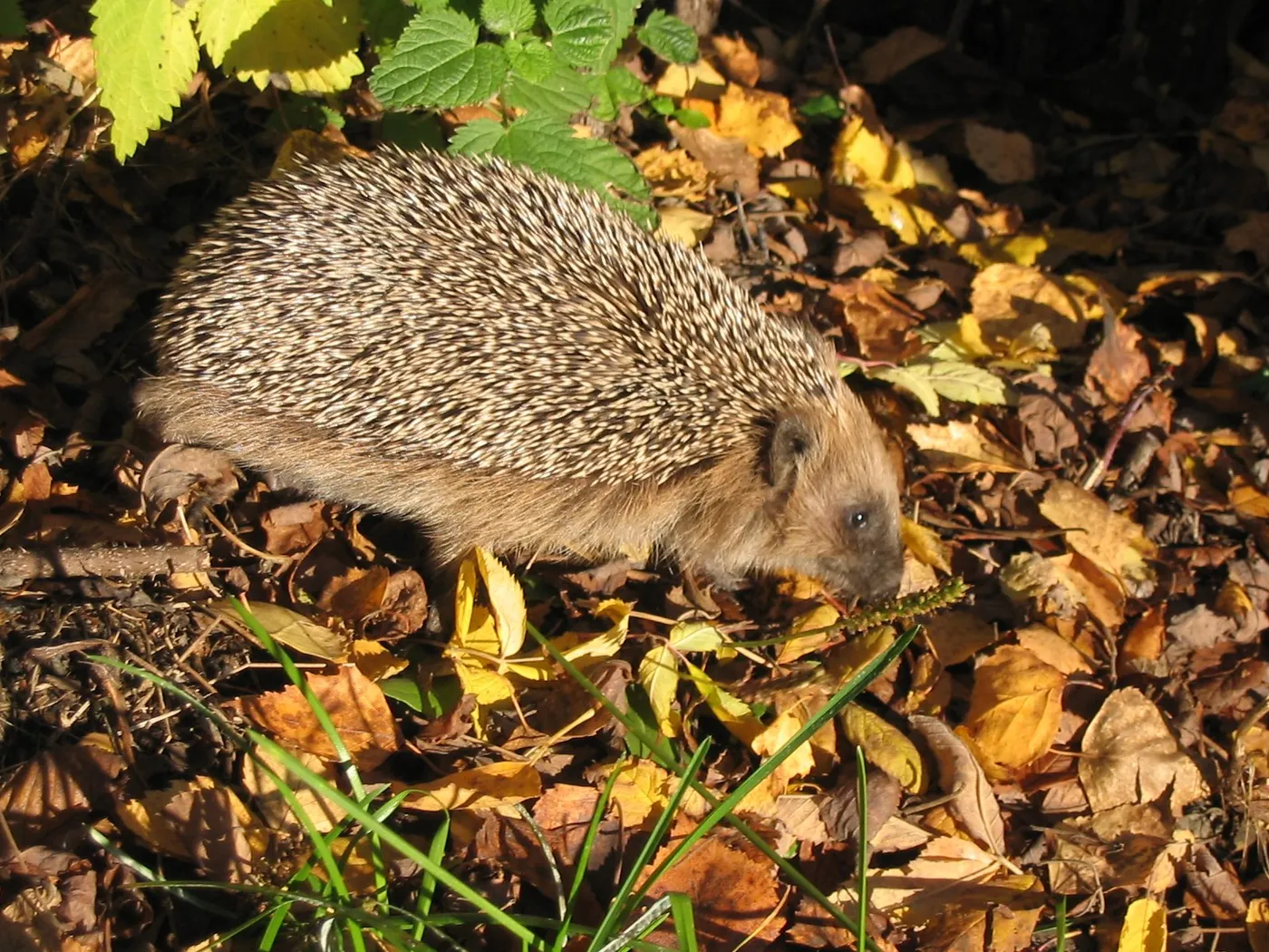 Braunbrustigel (Erinaceus europaeus) im Herbstlaub
