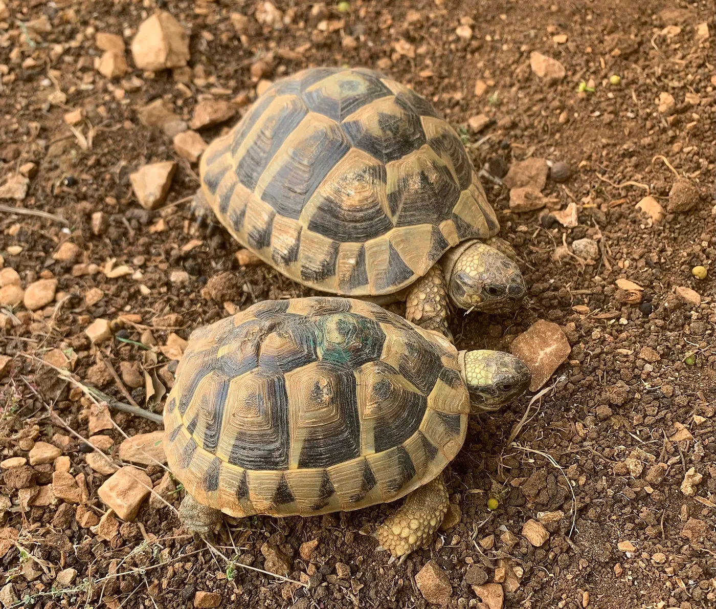Zwei Griechische Landschildkröten (Testudo hermanni) auf steinigem Boden