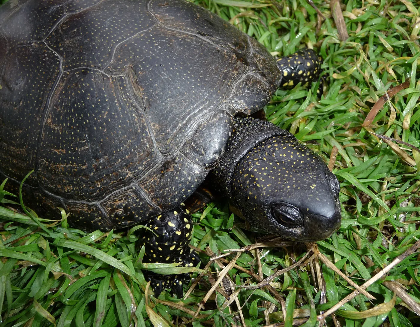Europäische Sumpfschildkröte (Emys orbicularis) mit gelben Punkten auf dem dunklen Panzer