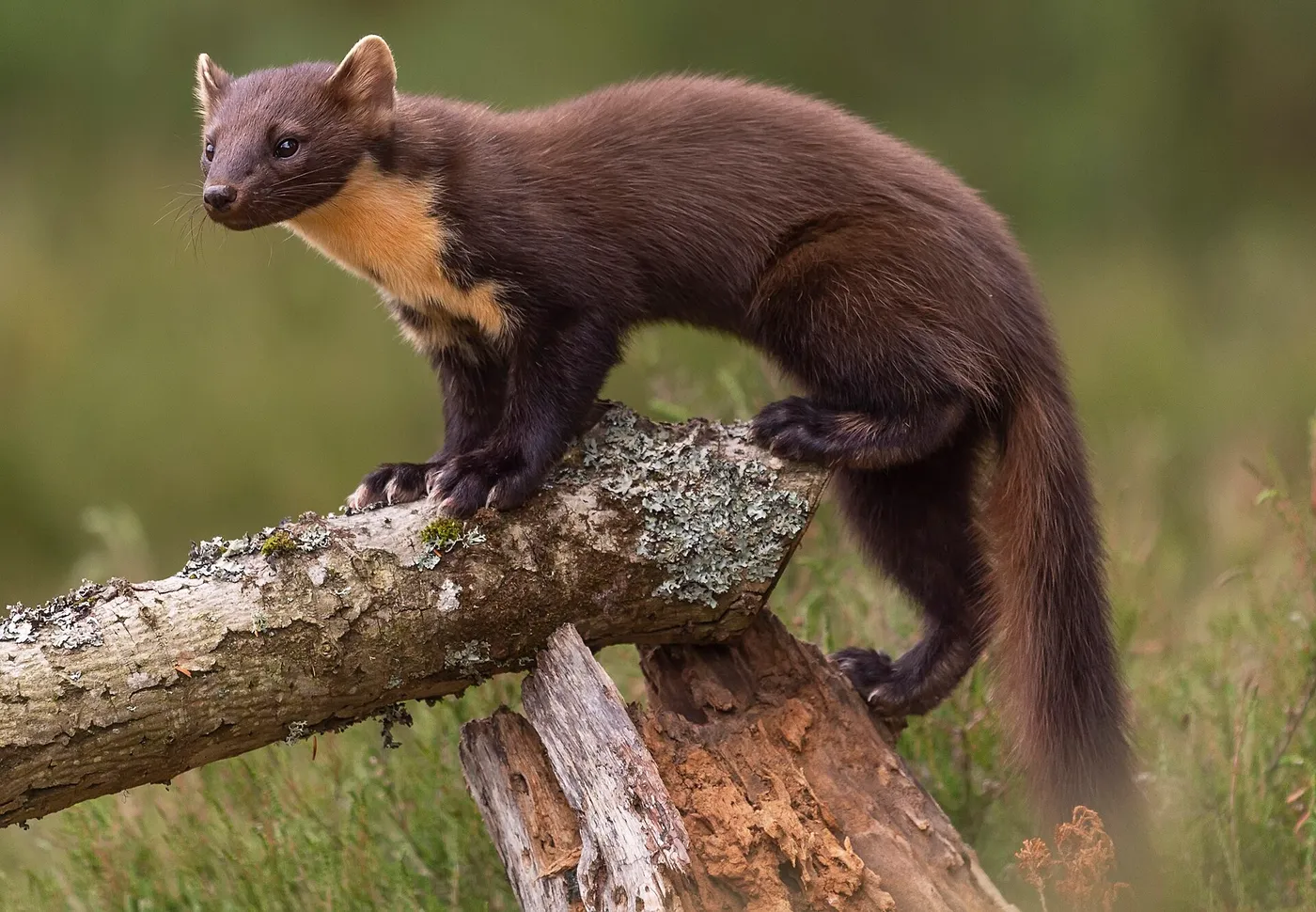 Baummarder (Martes martes) auf einem Ast im Wald