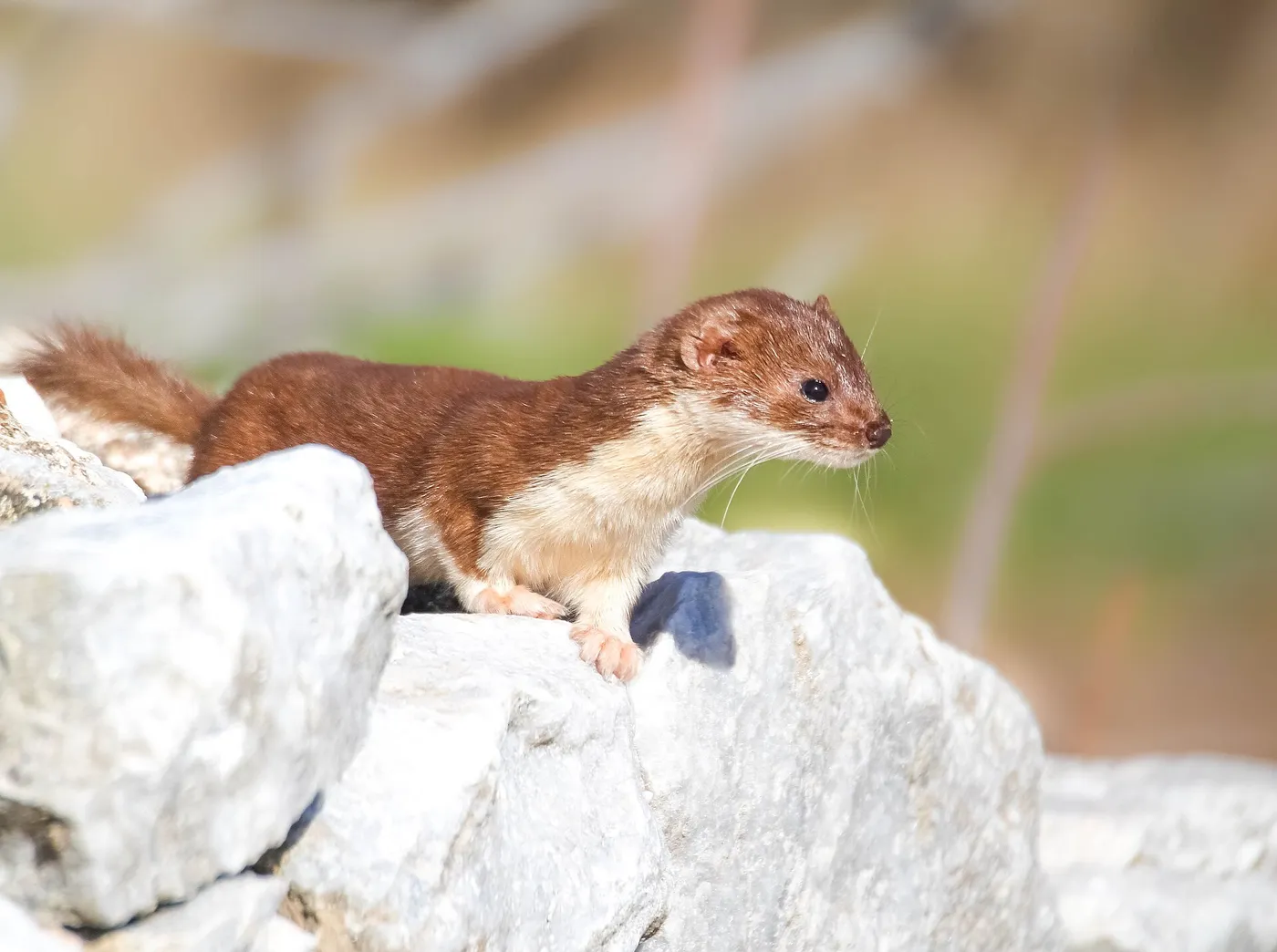 Least weasel (Mustela nivalis) on a rock