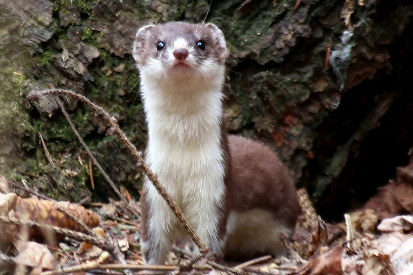 Least weasel (Mustela nivalis) peeking out of its hiding place in the forest litter