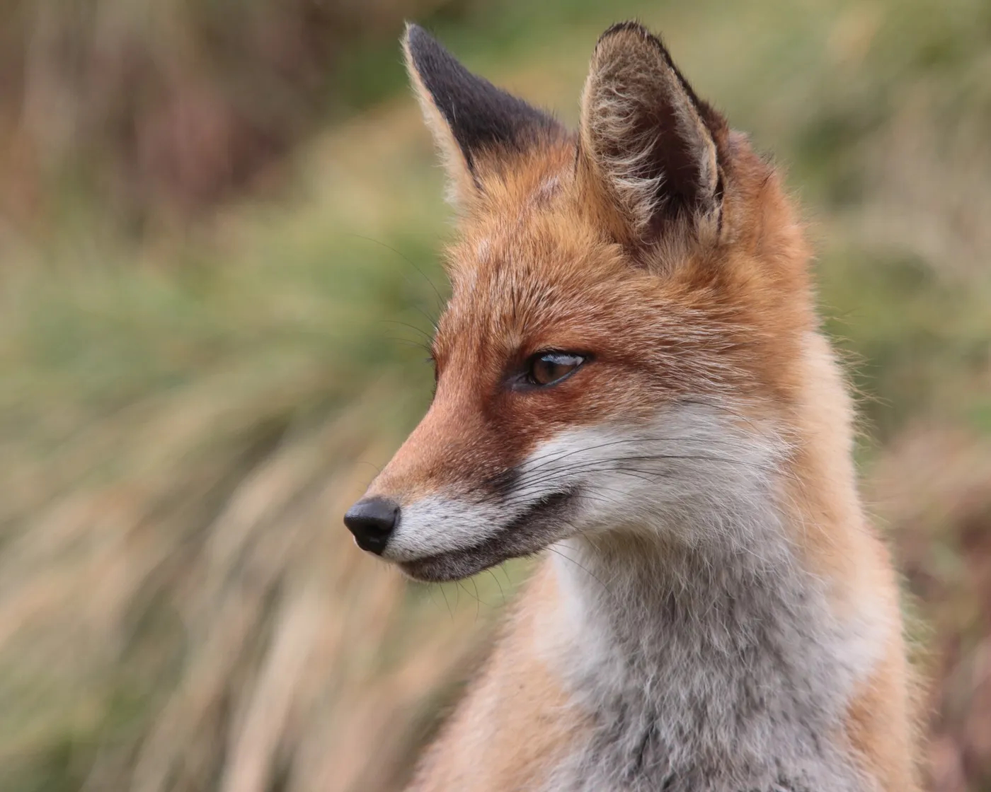 Head of a red fox (Vulpes vulpes) in profile