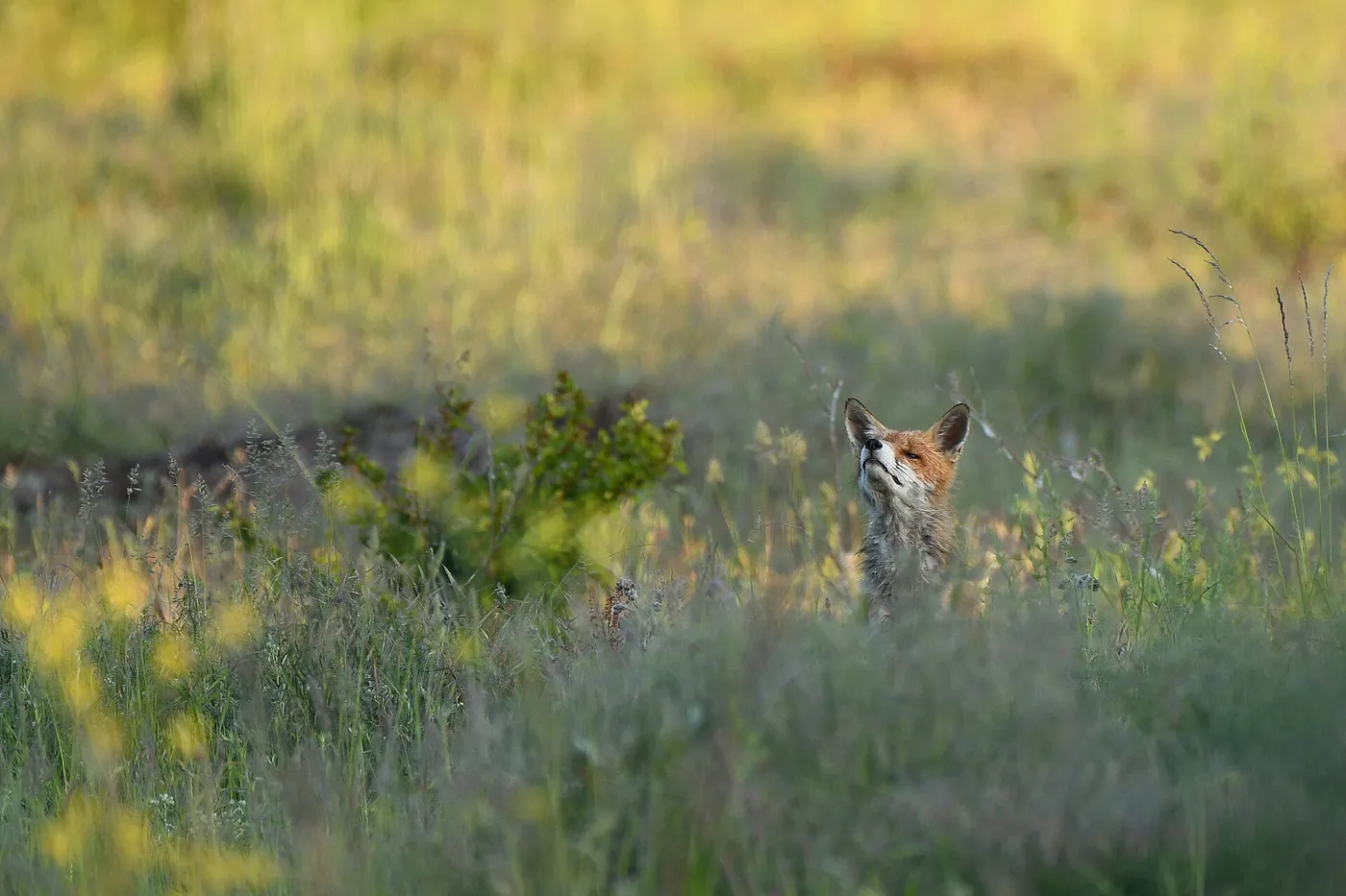Red fox (Vulpes vulpes) in tall grass in a meadow