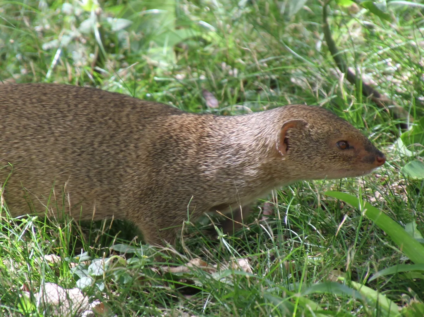 Kleiner Mungo (Herpestes auropunctatus) aus der Nähe im Gras