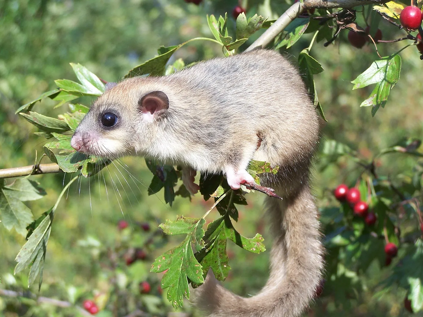 Siebenschläfer (Glis glis) auf einem Weißdornzweig
