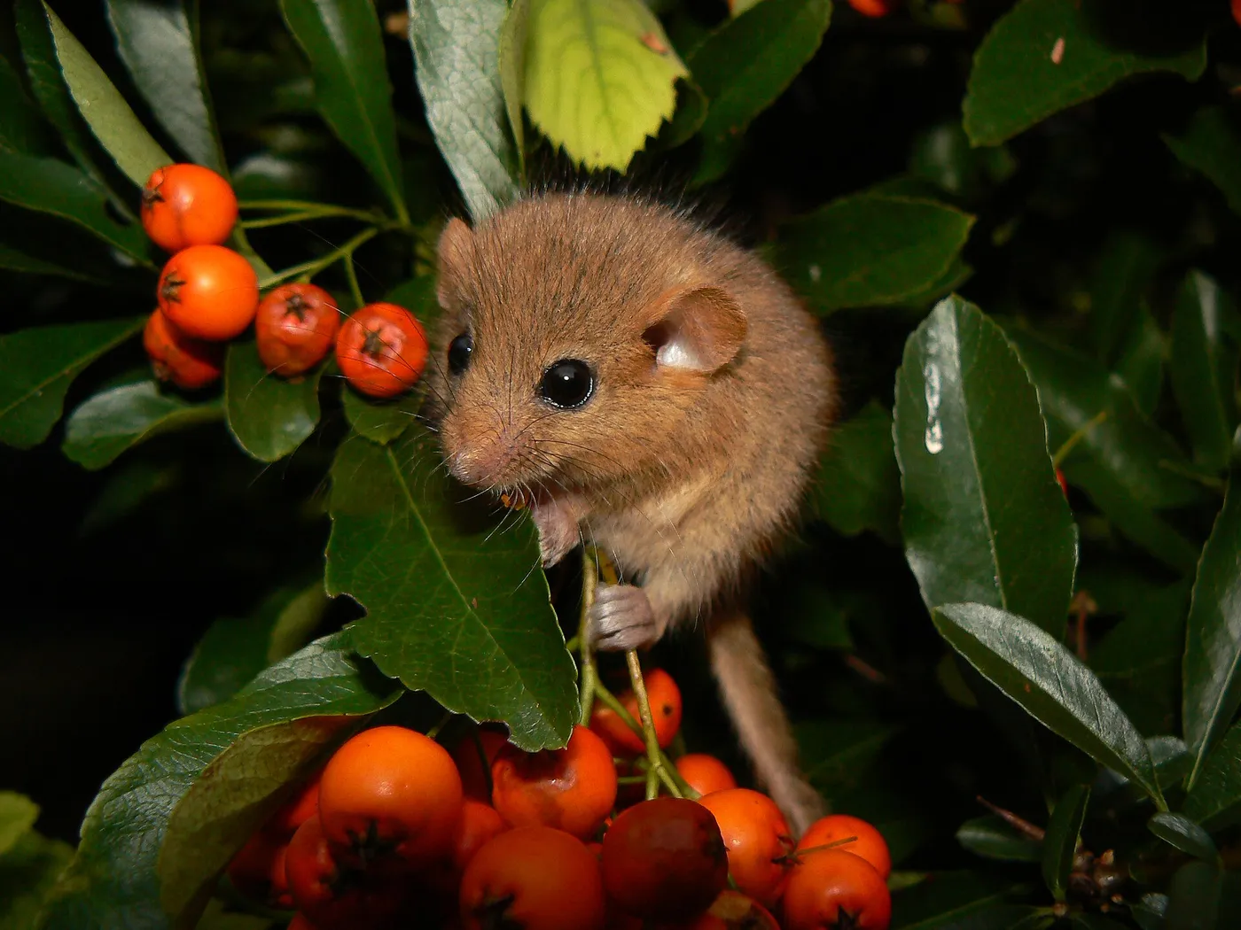 Haselmaus (Muscardinus avellanarius) zwischen Beeren
