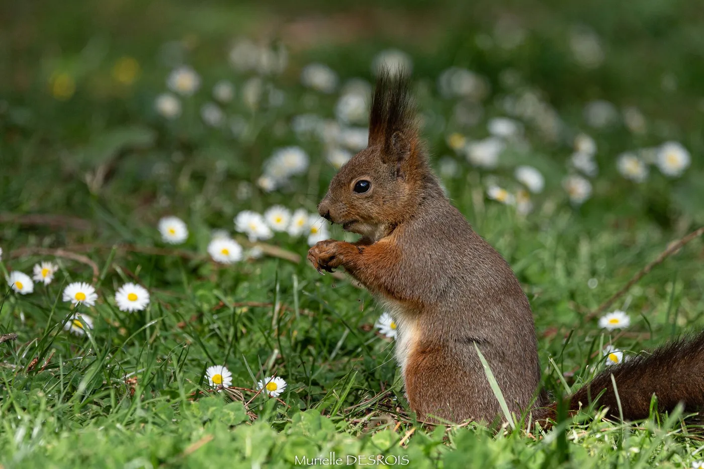 Red squirrel (Sciurus vulgaris) eating in a meadow with daisies