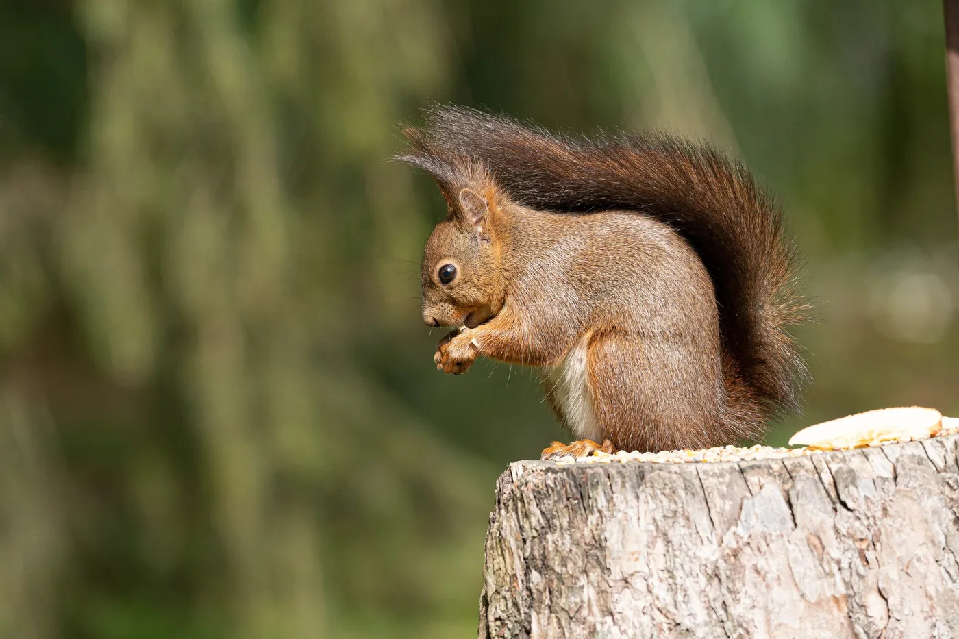 Red squirrel (Sciurus vulgaris) with ear tufts sitting on a tree stump