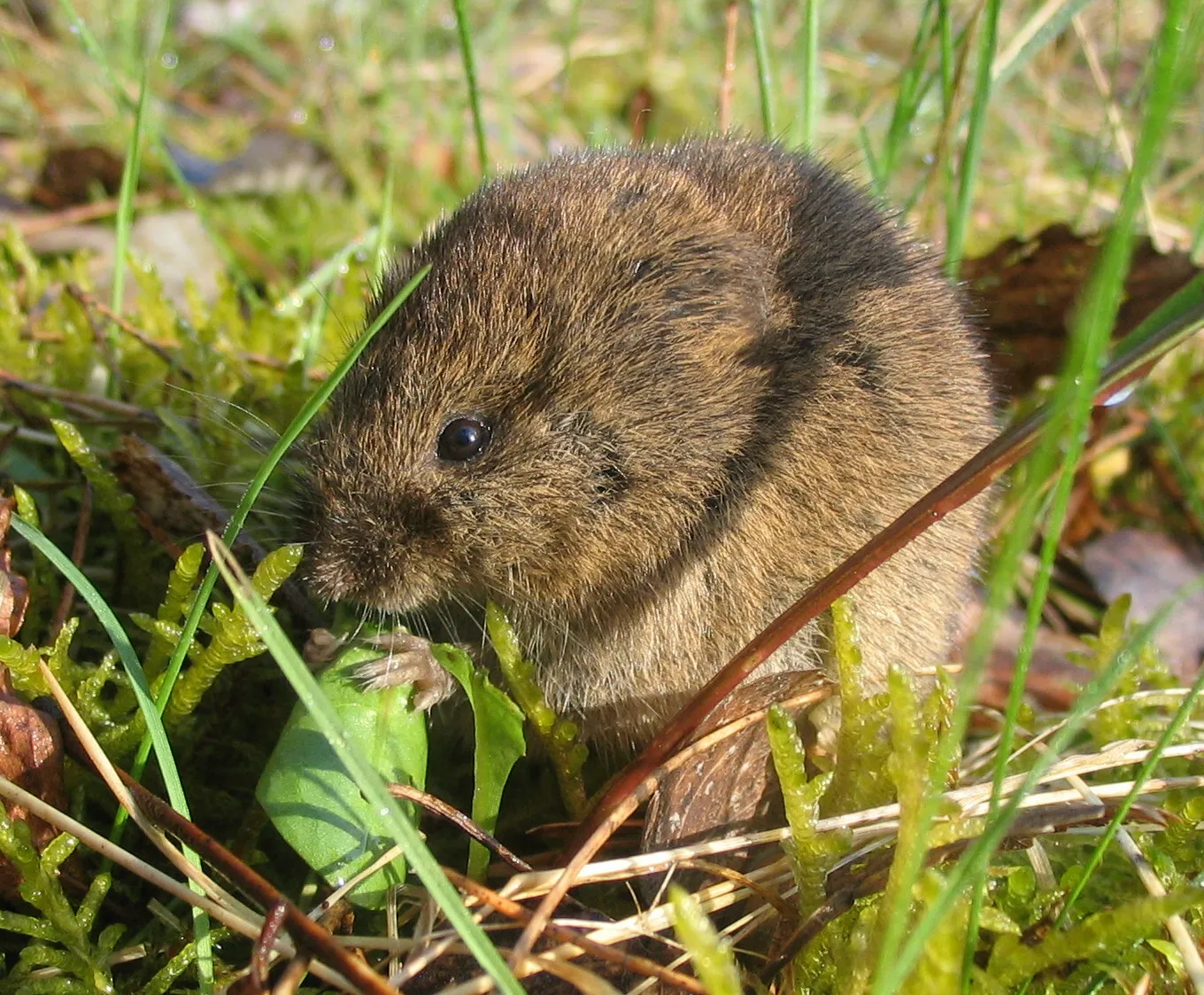 Common vole (Microtus arvalis) in the grass