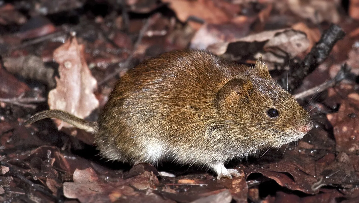 Bank vole (Myodes glareolus) on the forest floor