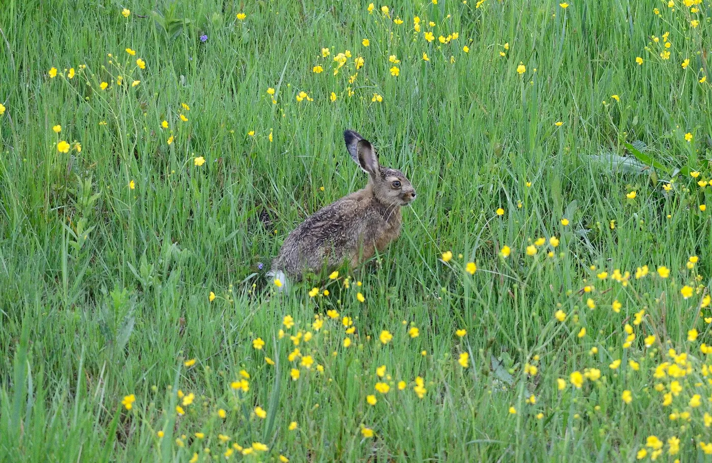 European hare (Lepus europaeus) in a meadow full of yellow flowers