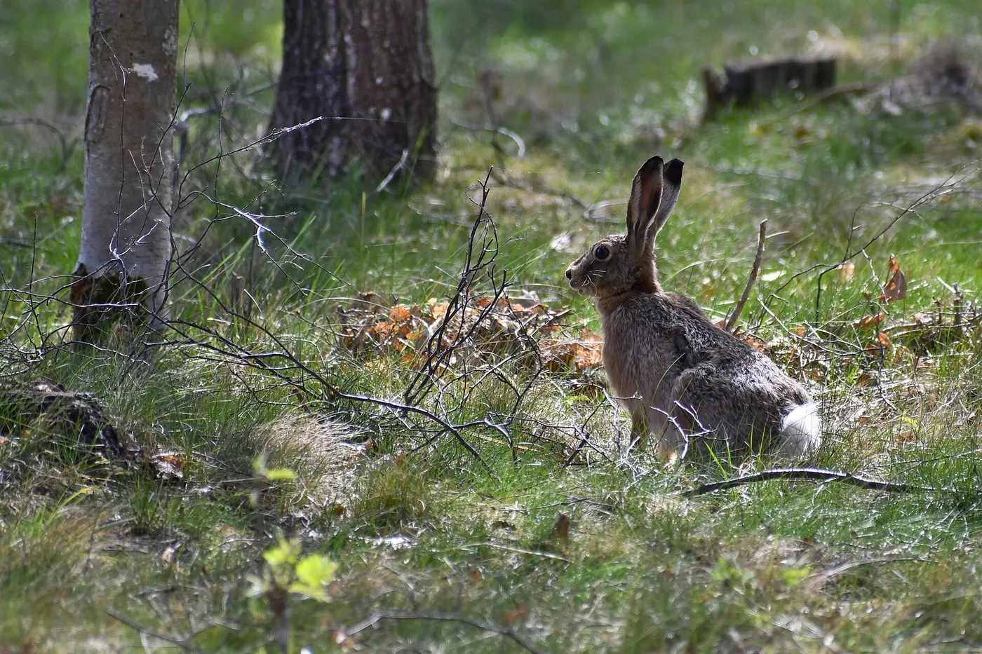 European hare (Lepus europaeus) at the edge of a forest